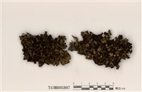 藏品(島衣屬)的圖片